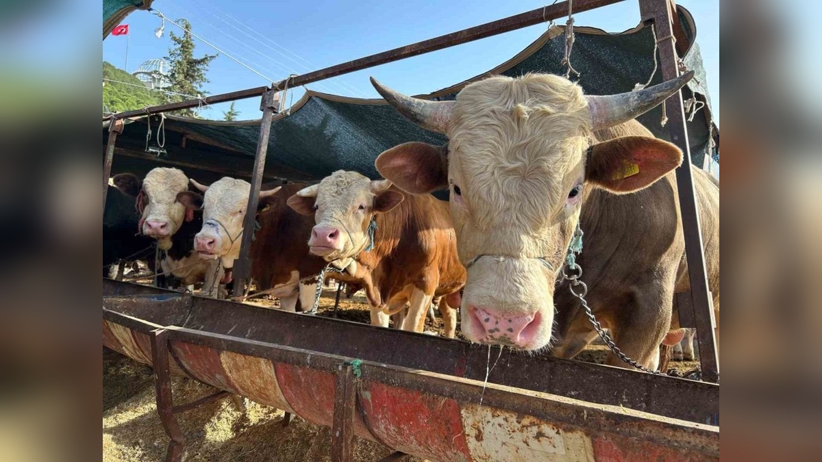 Erzincan'da Kurban Bayramı hazırlıkları başladı: Kesim yerleri ve kurallar açıklandı