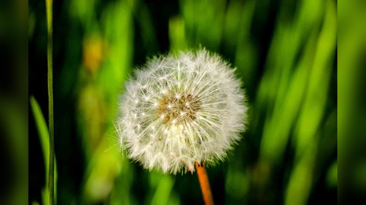 Şavşat'ın yaz güzellikleri dron ile görüntülendi
