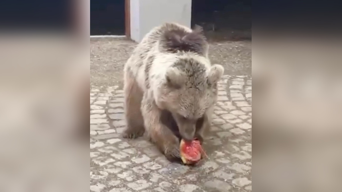 Erzincan'da bozayı, karpuz ikram eden tatilcileri ziyaret etti