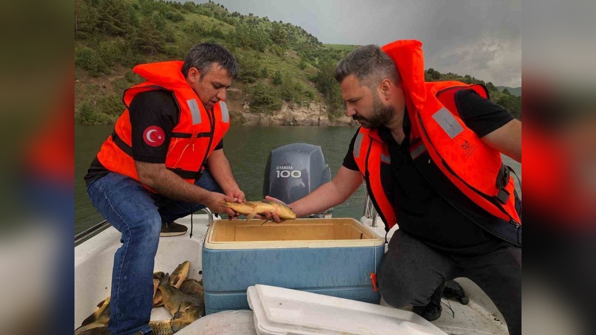 Kars'ta sazan balığı türleri araştırılıyor