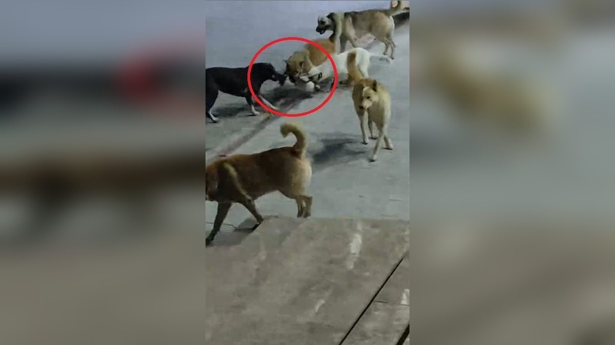 İskenderun'da 6 sokak köpeğinin saldırısına uğrayan kedi hayatını kaybetti