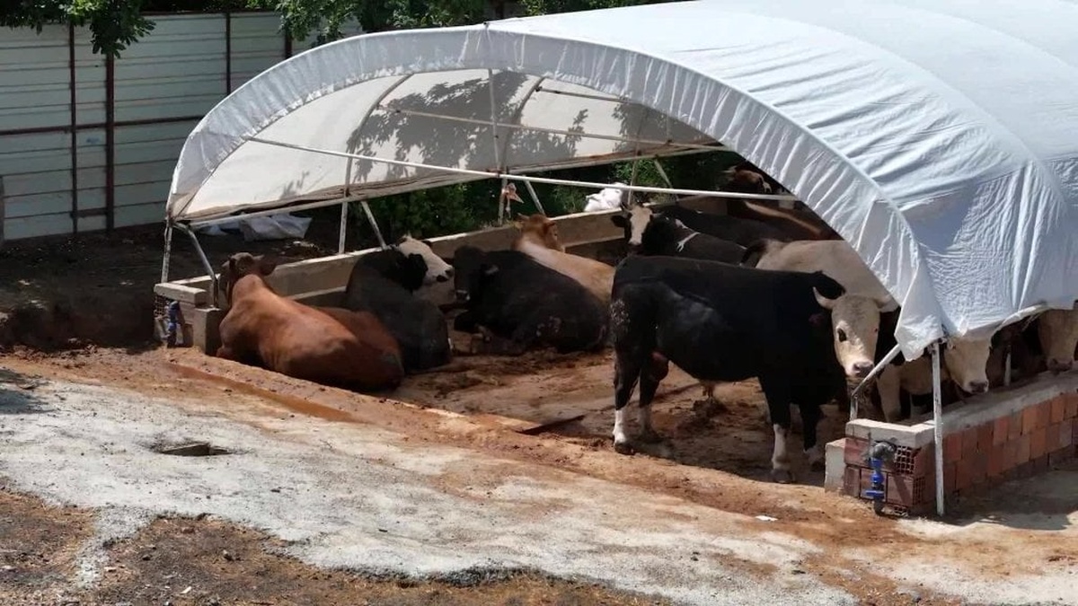 Beykoz'da 139 kurbanlık satış ve kesim yeri denetleniyor