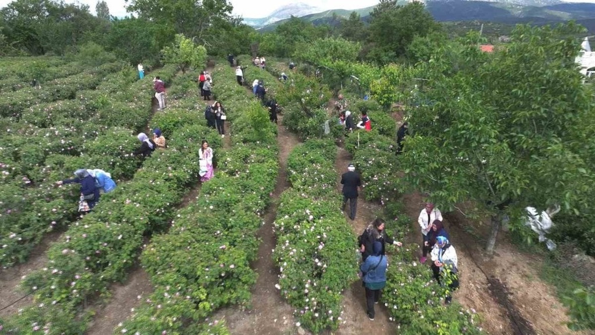 Isparta Gül Festivali'nde gül hasadı ve halk oyunları gösterileri