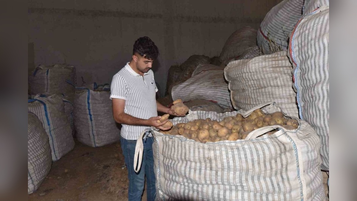 Ahlat'ta 20 bin ton patates alıcı bekliyor
