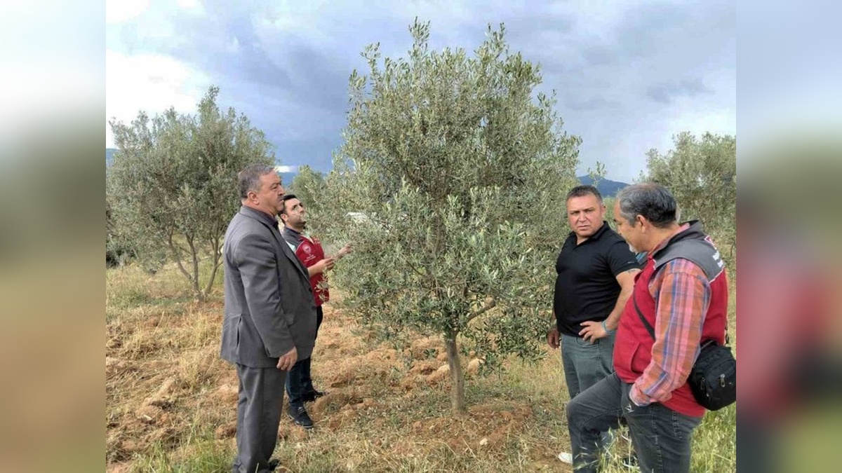 Muğla'da dolu ve sağanak: Zeytin, asma ve tütün zarar gördü