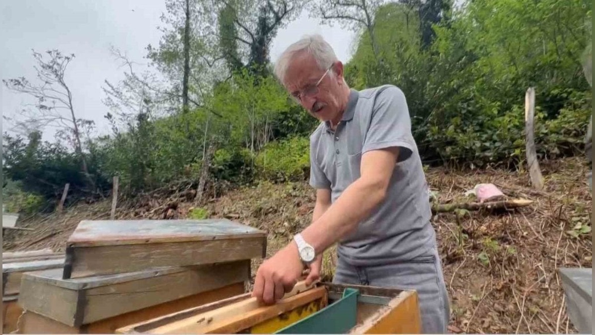 Karadeniz'in 'deli bal'ı dört yılda bir hasat ediliyor