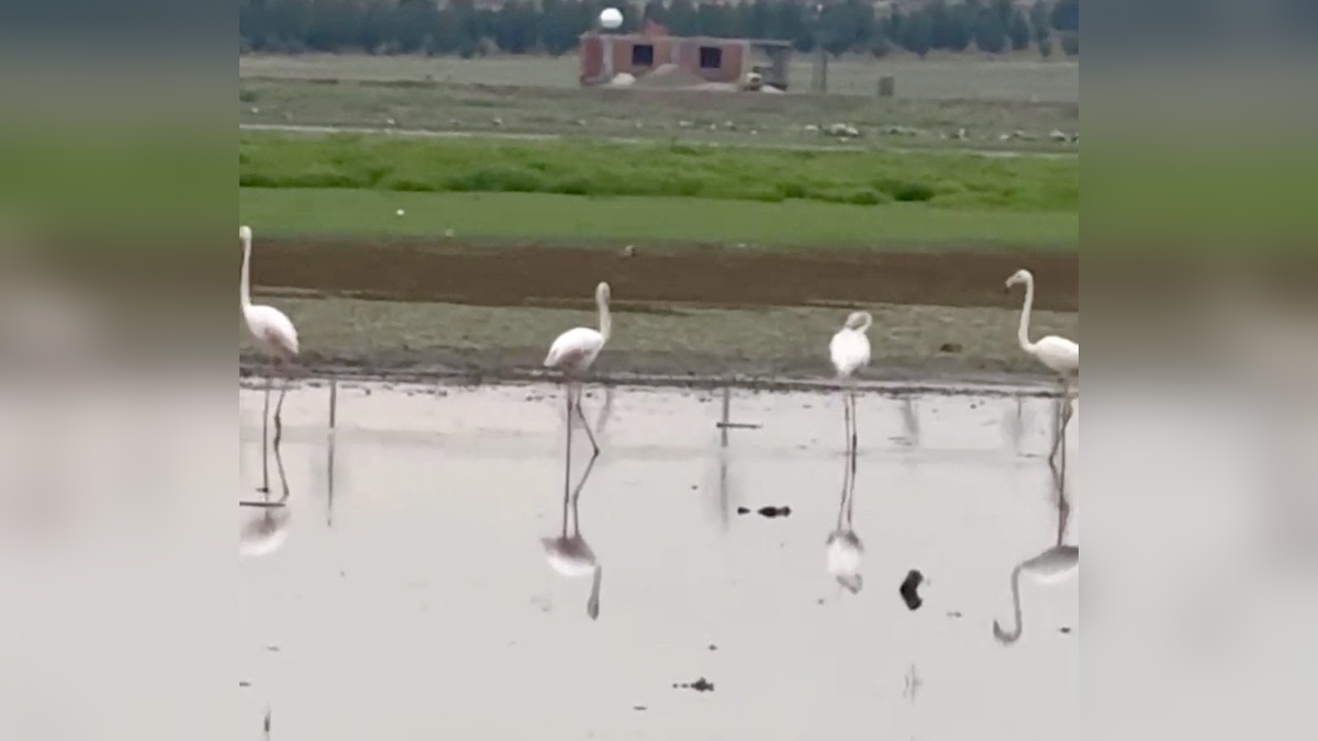 Diyarbakır'da uzun yıllar sonra ilk kez flamingo görüntülendi