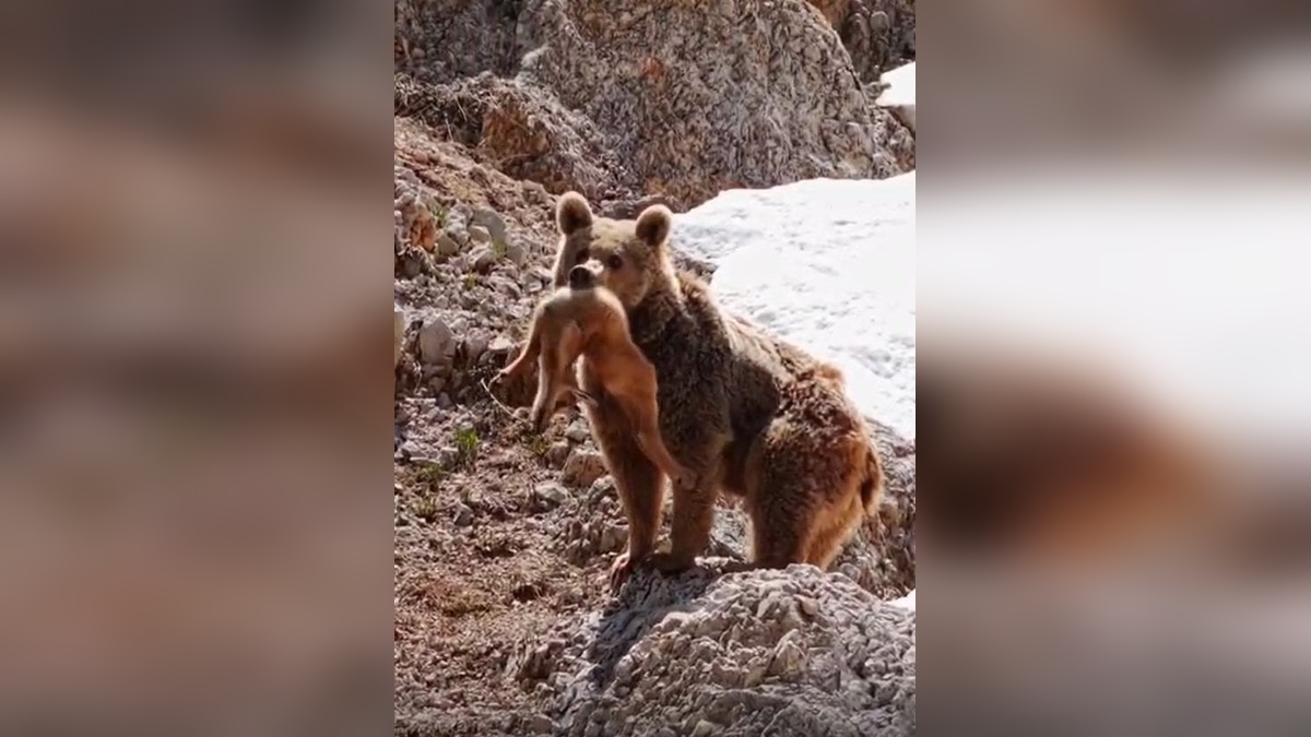 Munzur Dağları'nda bozayı, dağ keçisi yavrusunu avladı