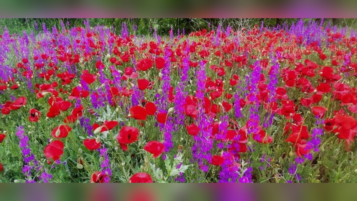 Kütahya'nın Hisarcık ilçesinde mor ve kırmızı çiçek tarlaları büyülüyor