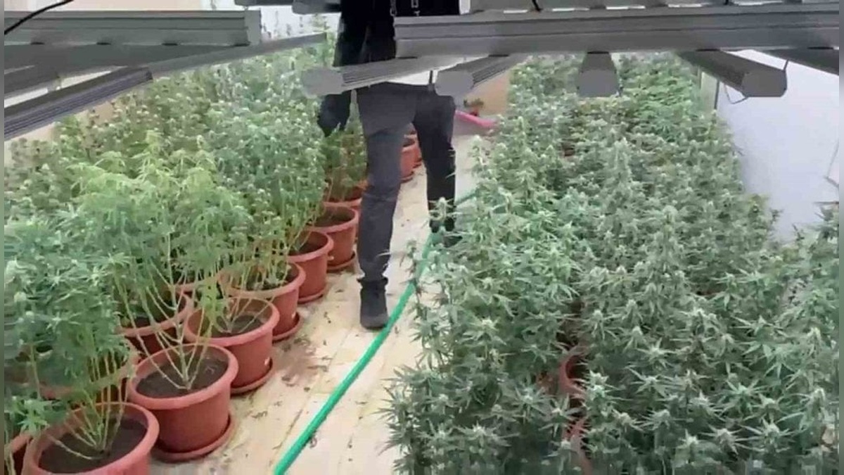 İzmir'de uyuşturucu operasyonu: 212 kök kenevir ele geçirildi