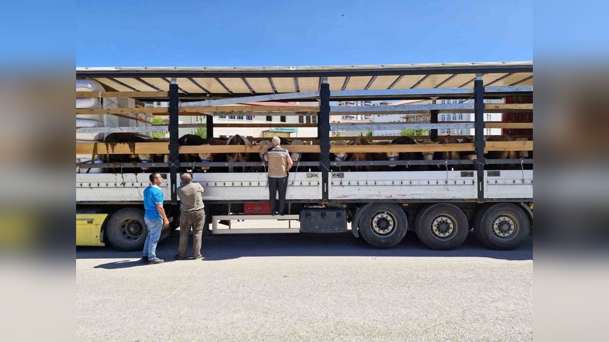 Bayburt'ta kurbanlık hayvan denetimleri sıkılaştırıldı