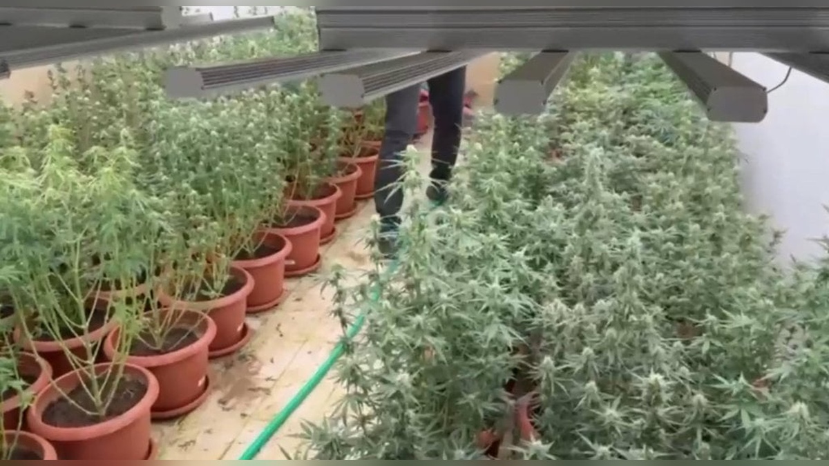 İzmir'de 2 villada 212 kök kenevir ele geçirildi: 3 şüpheli tutuklandı