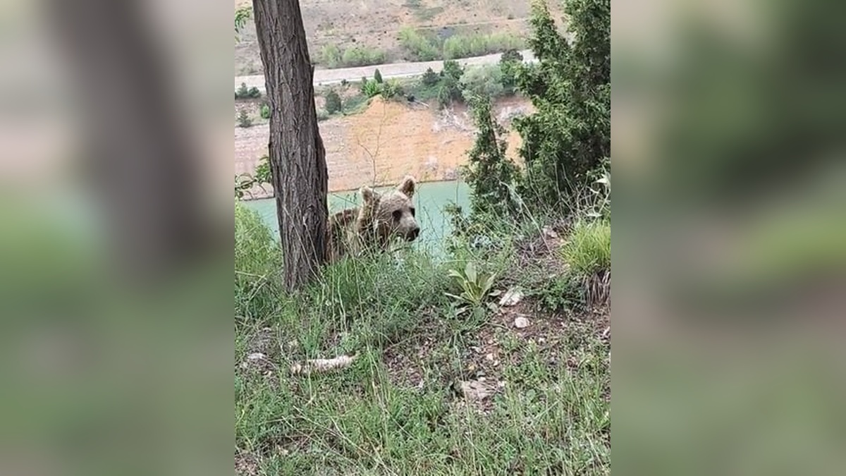 Sivas'ta yiyecek arayan yavru ayı görüntülendi