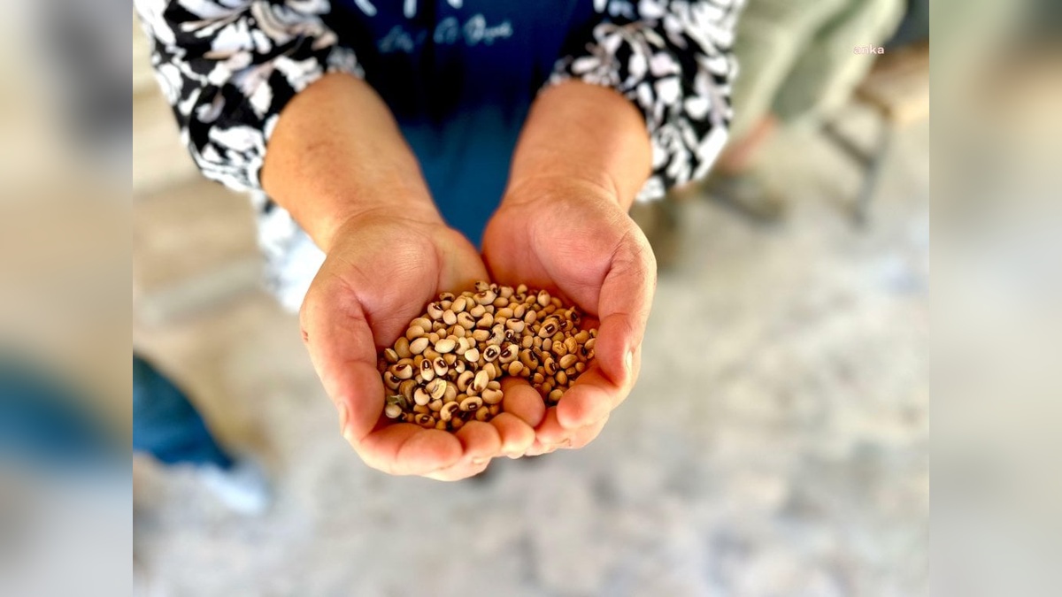 Urla Belediyesi'nden ipek börülce üreticisine tohum ve gübre desteği