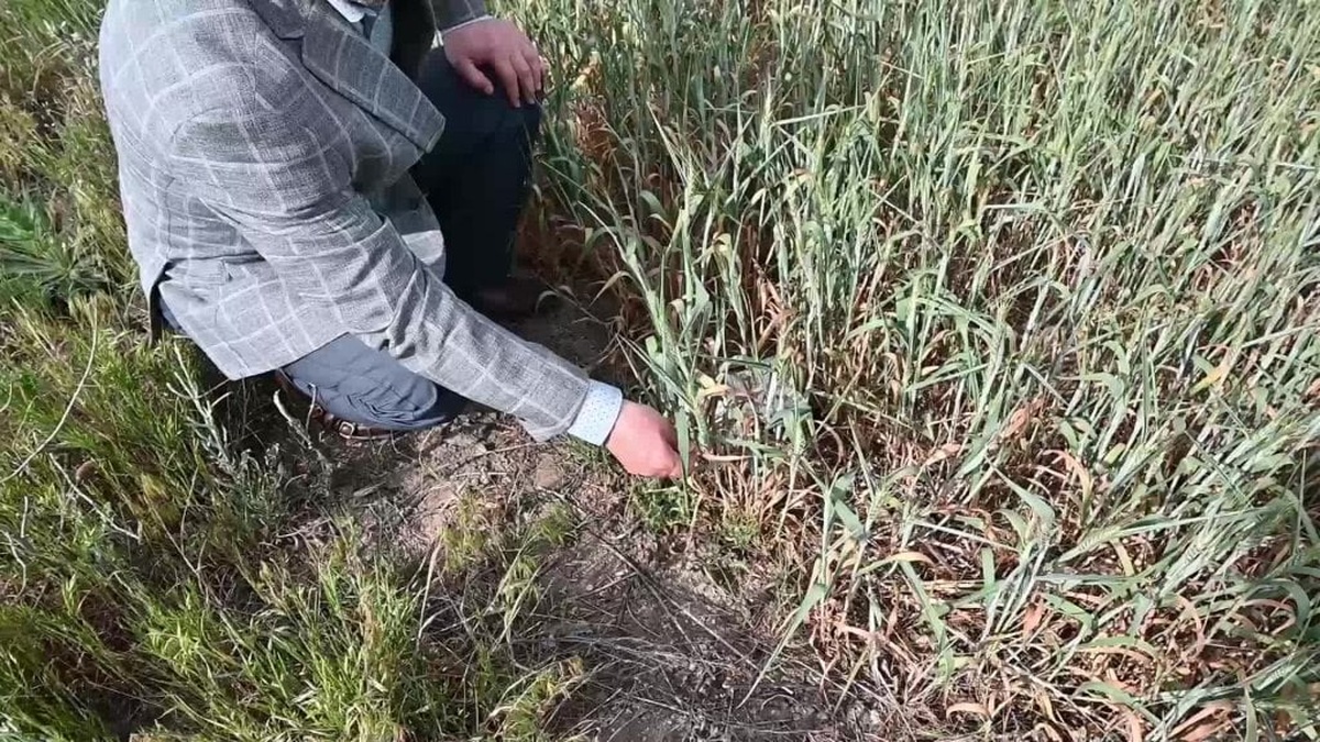 Yozgat'ta kuraklık ve dolu çiftçiyi vurdu: 'Hepimiz borçluyuz'