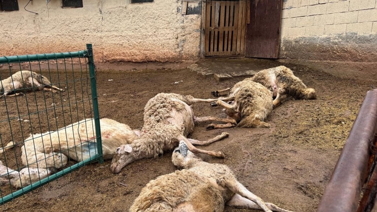 Kırıkkale'de kurt saldırısı: 18 küçükbaş hayvan telef oldu