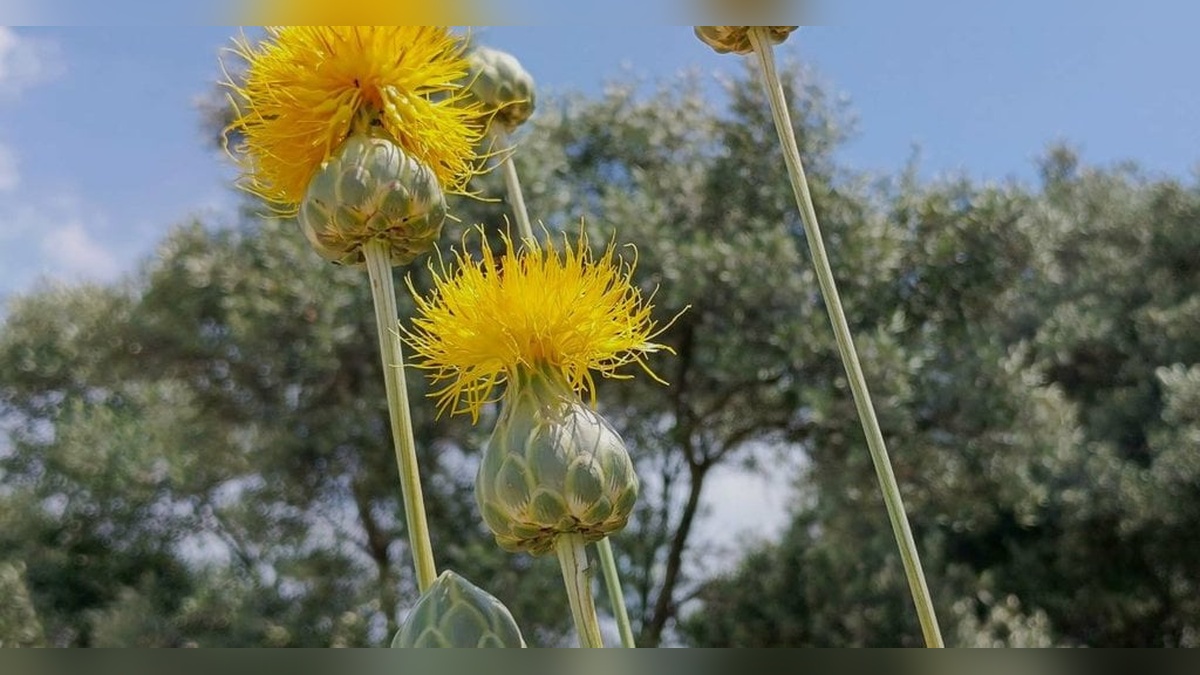 Kuşadası'nda nesli tükenmekte olan tülüşah çiçek açtı: Koparmanın cezası 557 bin TL