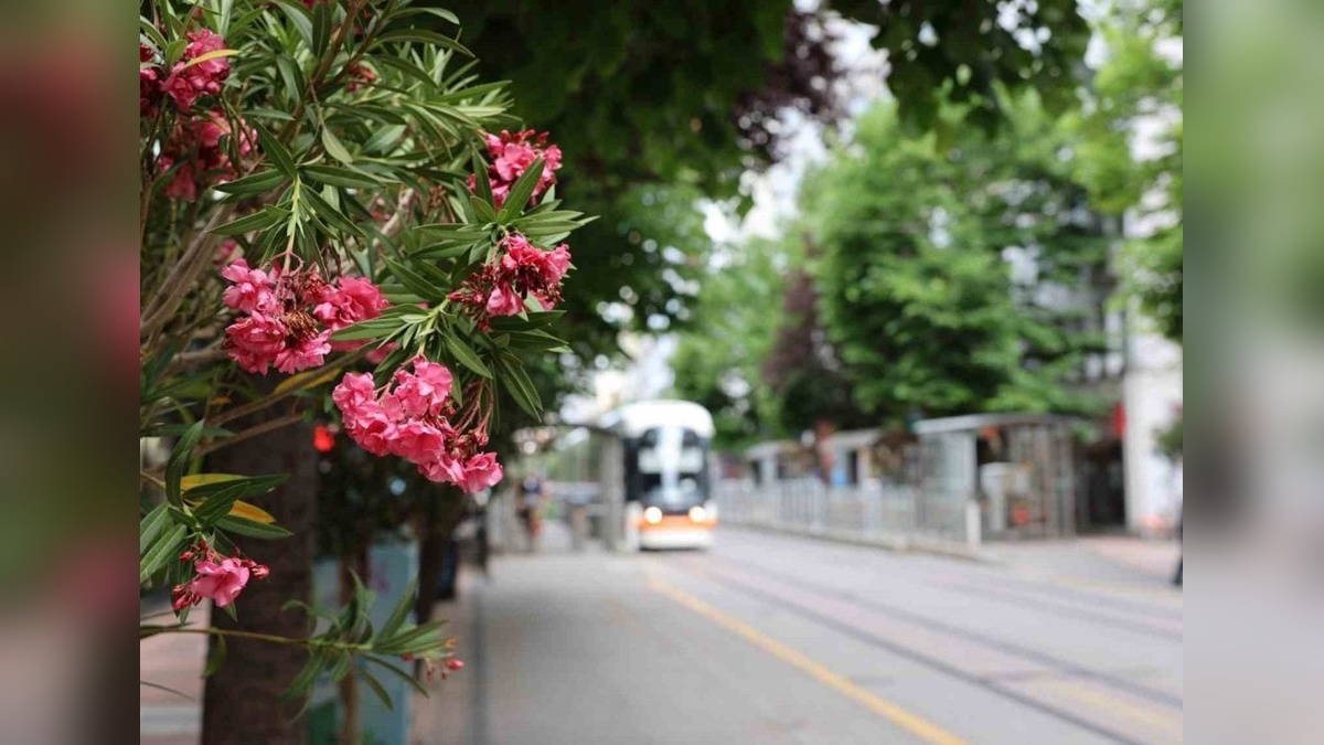 Eskişehir Büyükşehir Belediyesi palmiye ve zakkumları Köprübaşı'na yerleştirdi