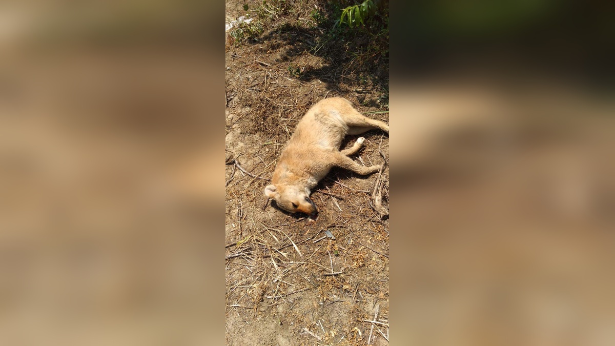 Manisa'nın Turgutlu ilçesinde 8 hayvan ölü bulundu: Hayvan Hakları Derneği Başkanı Sallıtepe'den yetkililere çağrı
