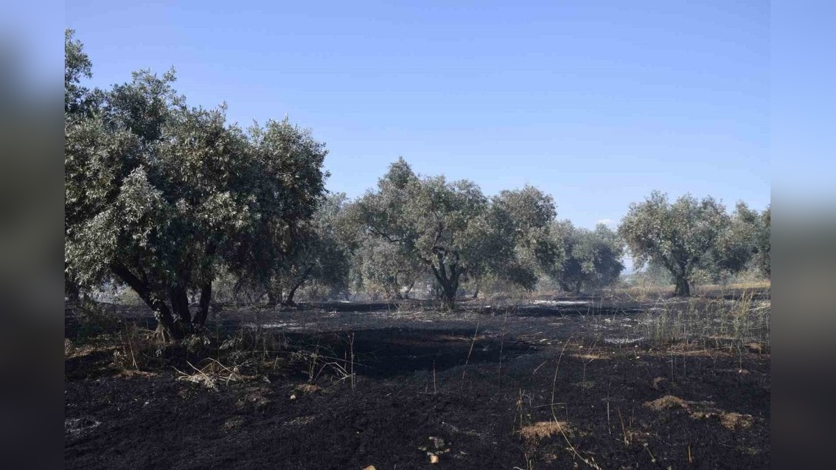 Manisa Turgutlu'da yangın: 120 dönüm buğday tarlası ve 20 dönüm zeytinlik zarar gördü