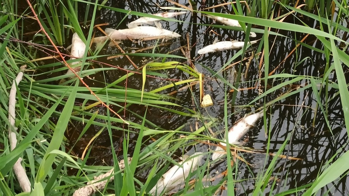 Kayseri'nin Yahyalı ilçesinde sulama kanalında toplu balık ölümleri
