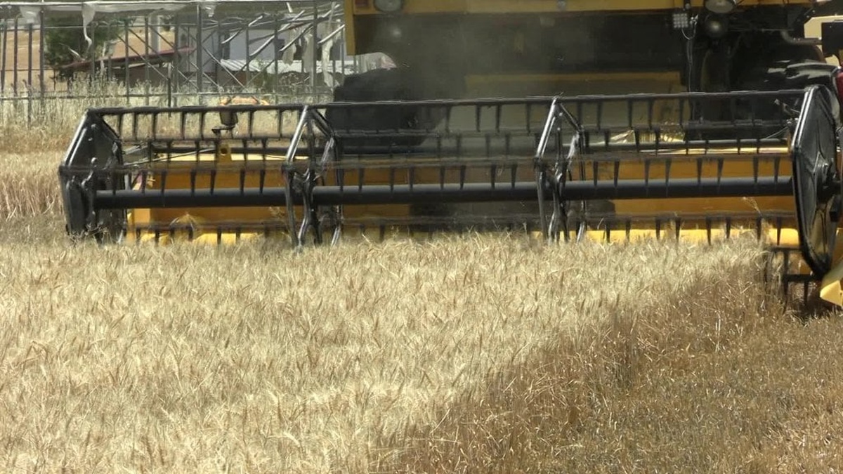 Diyarbakır Yenişehir Ziraat Odası Başkanı İskenderoğlu'ndan TMO'nun buğday fiyatına tepki: Çiftçi bitti, öldü