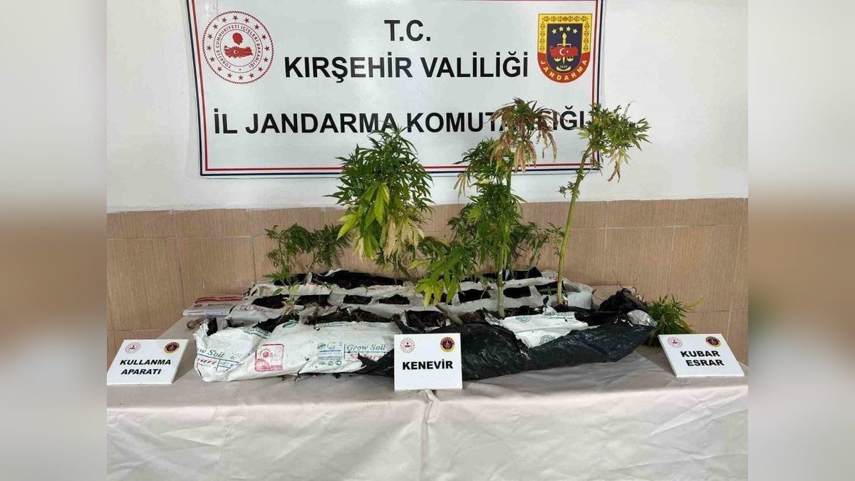 Kırşehir'de uyuşturucu operasyonu: 40 kök kenevir ele geçirildi