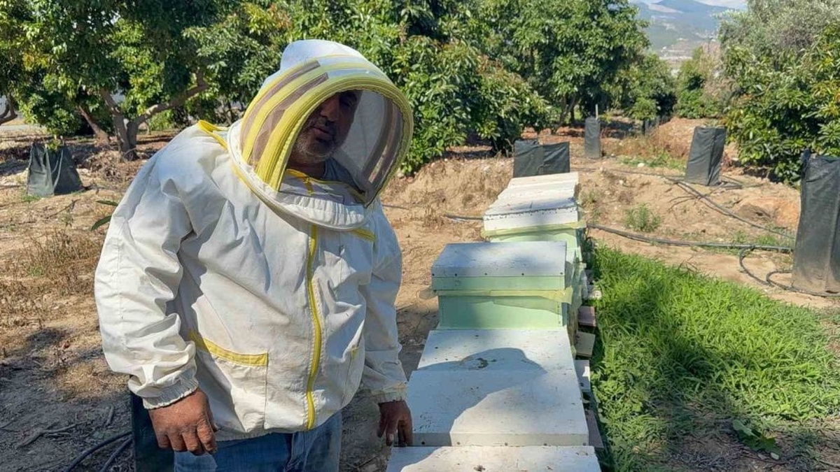 Gazipaşa'da ayı saldırısı: Arı kovanları zarar gördü