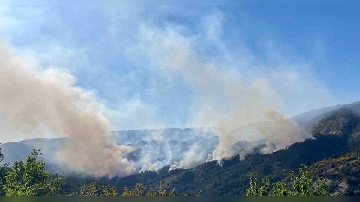 Karabük'te 88 hektarlık yanan orman alanı yeniden yeşerecek