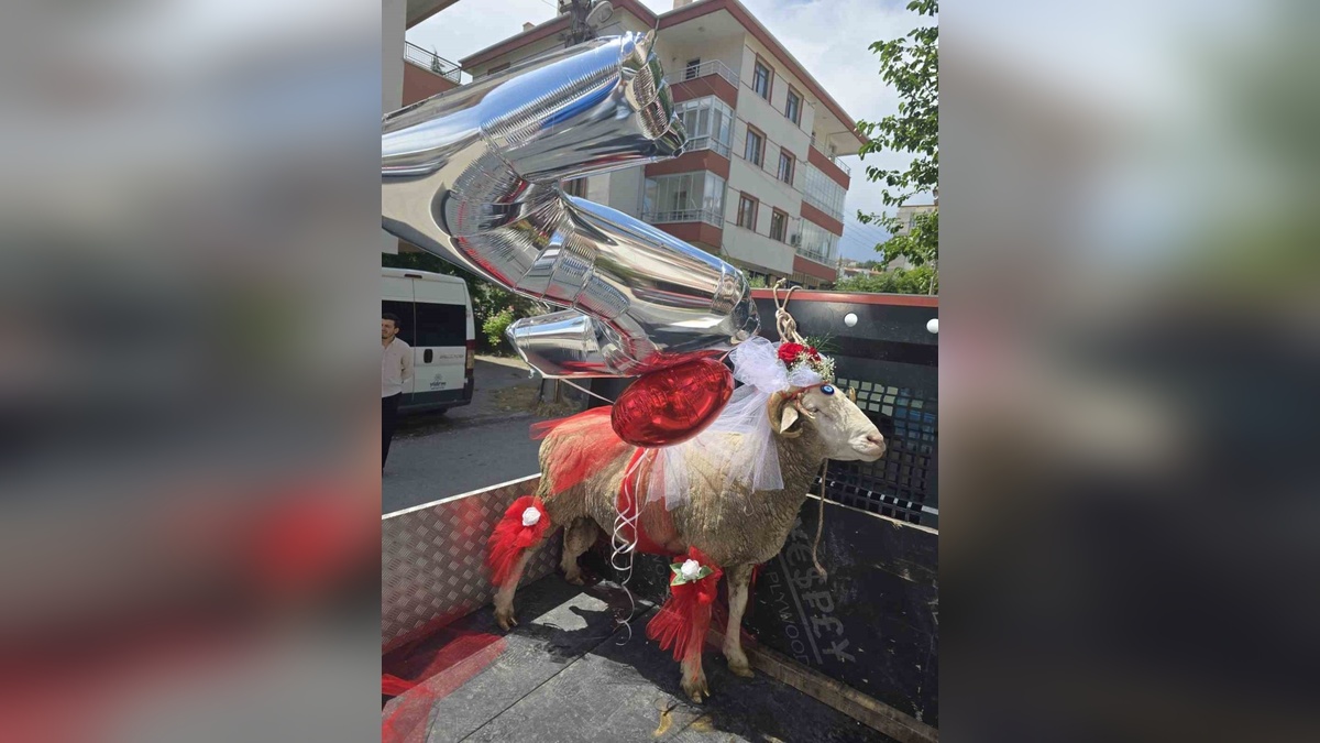 Beypazarı'nda koç gönderme geleneği devam ediyor