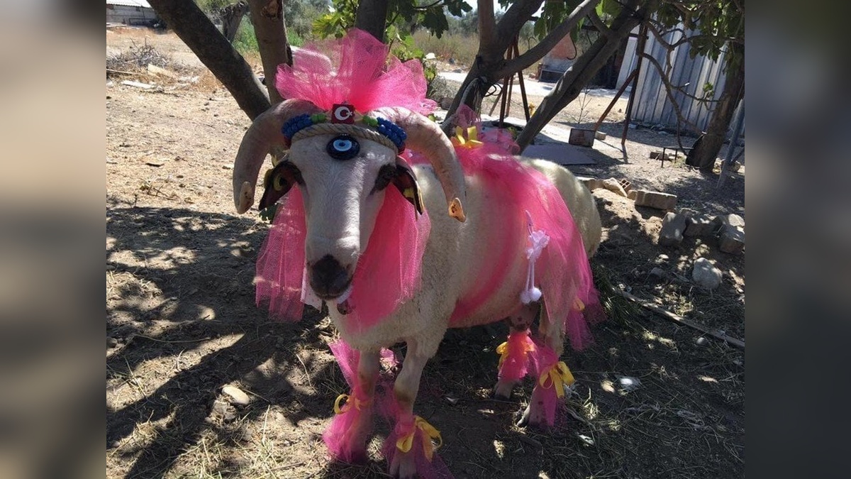 Bayburt'ta asırlık gelin koçu geleneği sürüyor