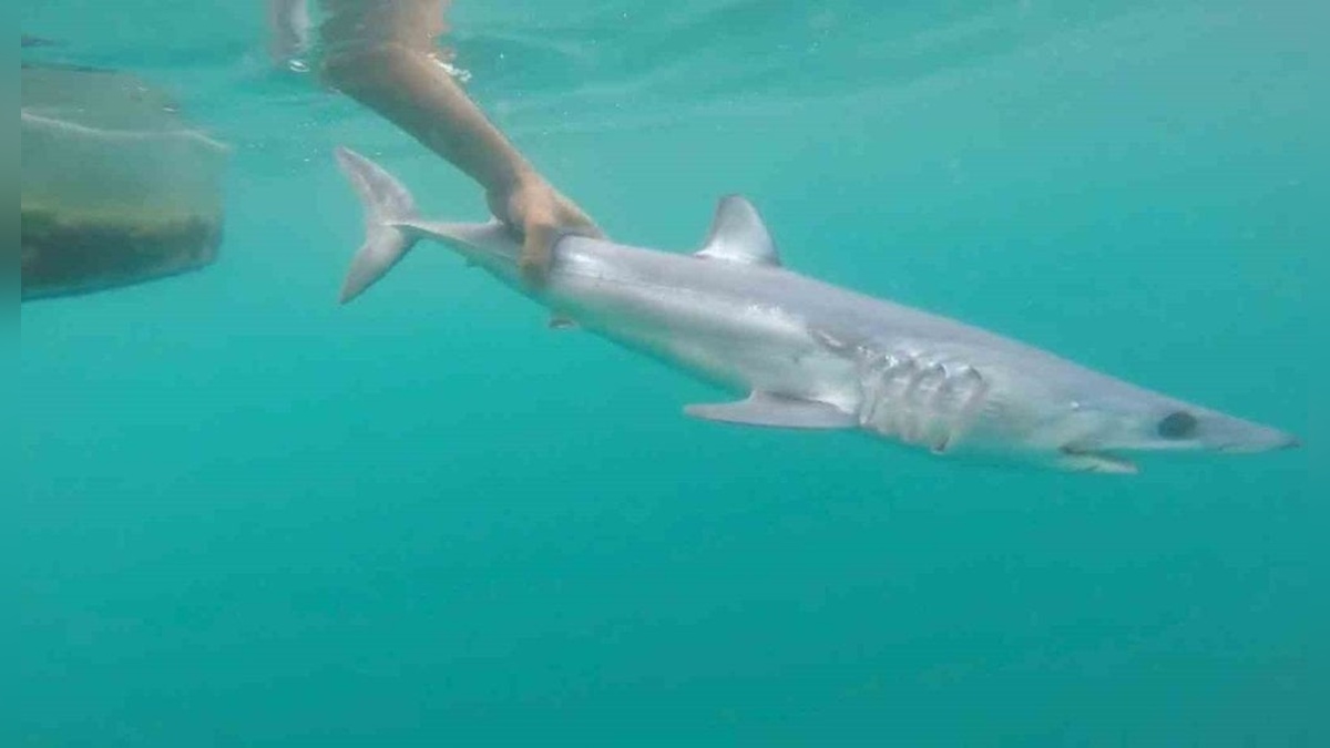 Uzmanlardan köpek balığı açıklaması: Türkiye kıyıları güvenli