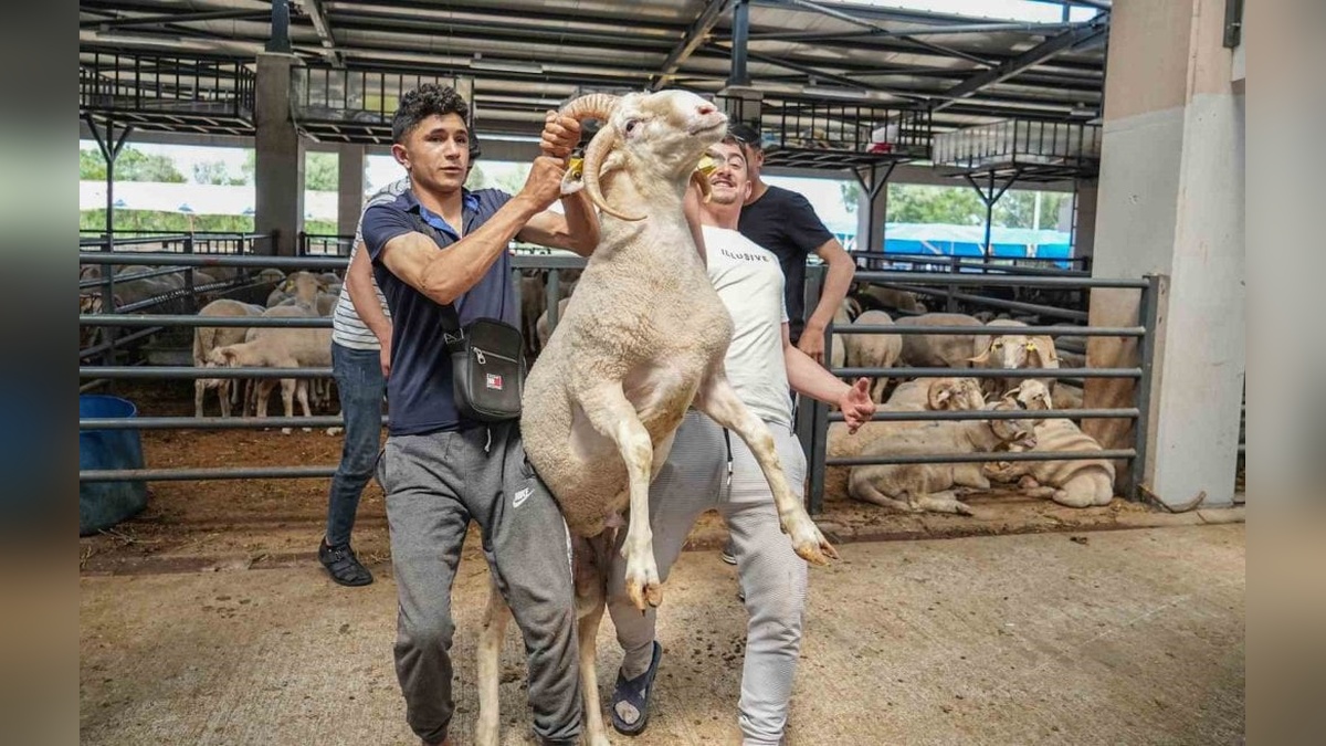Bursa'da 4 boynuzlu koç, her boynuzuna 10 bin liradan alıcı bekliyor