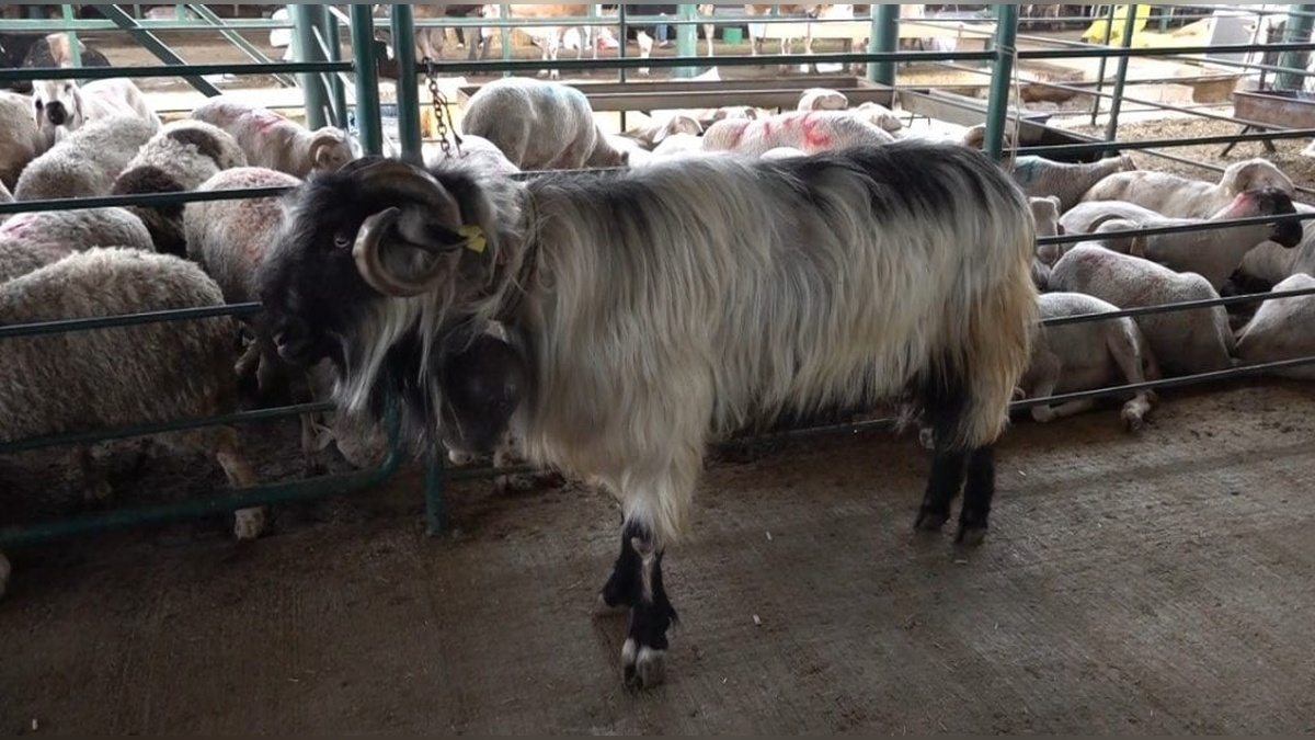 Eskişehir'de 100 kiloluk 'Kocaoğlan' isimli keçi 50 bin liraya alıcı bekliyor