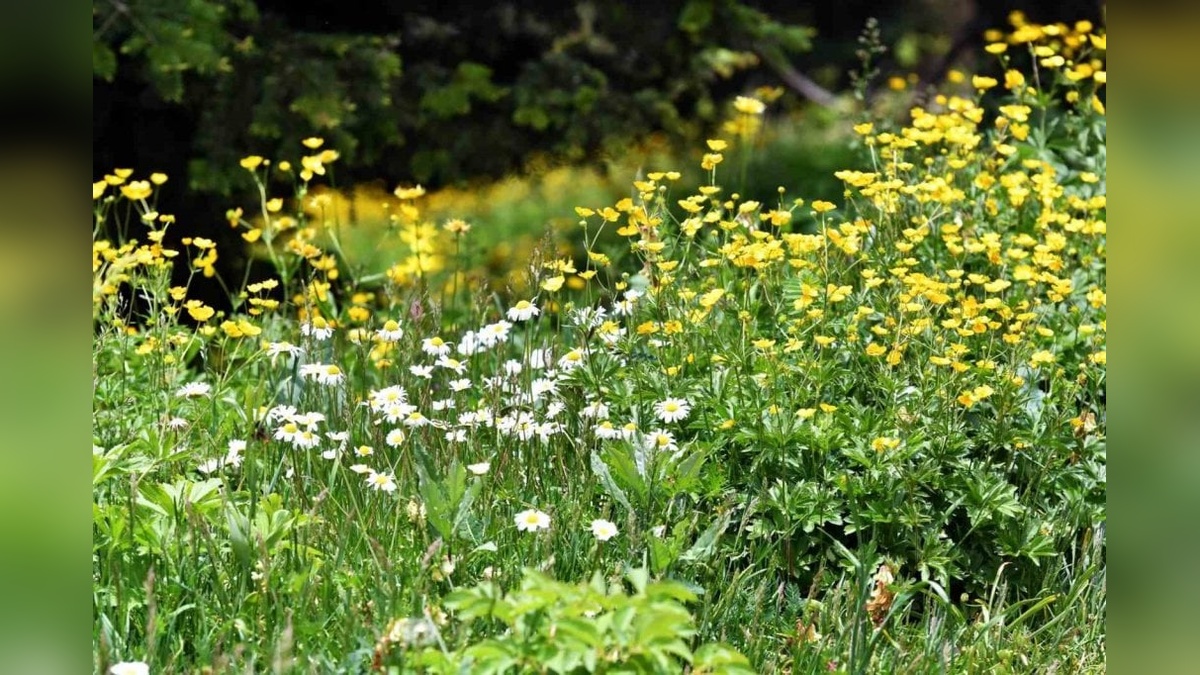 Sakarya Dikmen Yaylası'nda çiçekler haziran ayında açtı