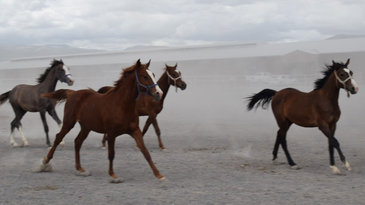 Milyonluk taylar görücüye çıktı