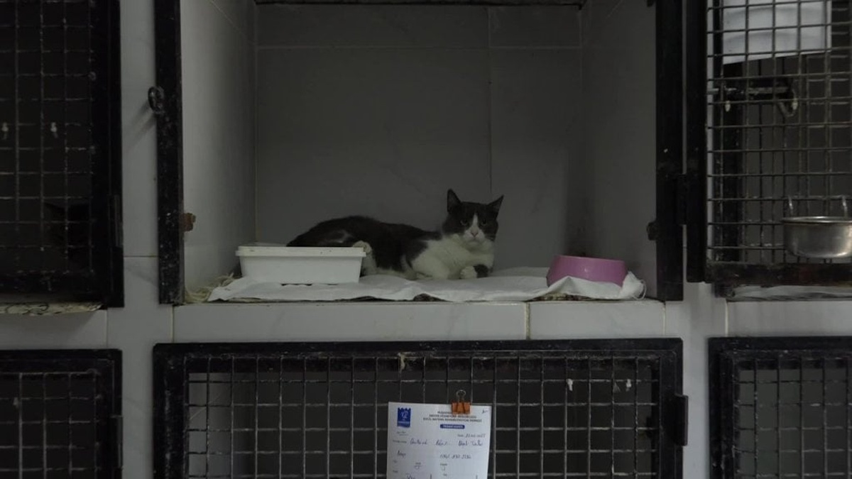 Kuşadası'nda 5. kattan düşen kedi, belediyede ameliyat oldu