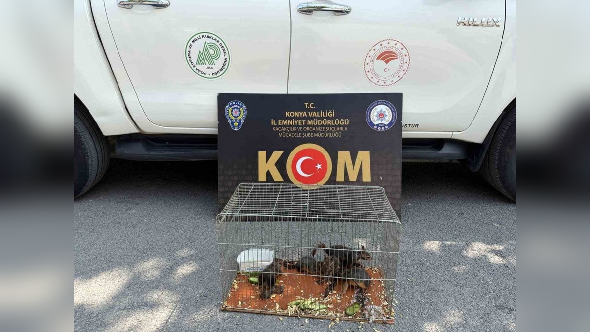 Konya'da 6 sincap kurtarıldı