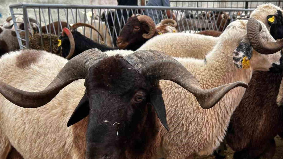 Bayrama sayılı günler kala kurban satış yerlerinde pazarlıklar sürüyor