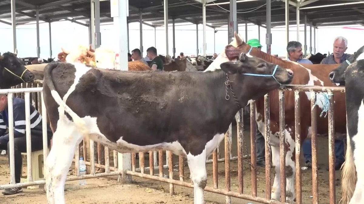 Aksaray kurban pazarında satışlar durgun