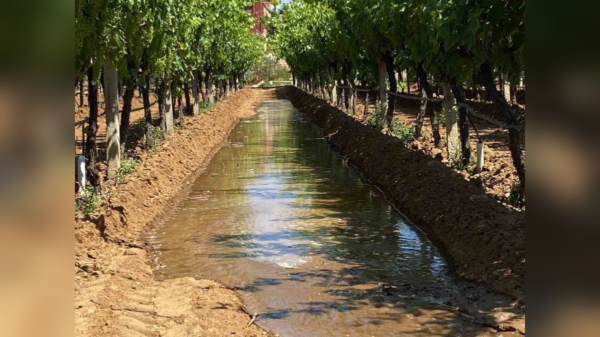 Sarıgöl ovası'nda Sultaniye üzüm bağlarında sulama başladı