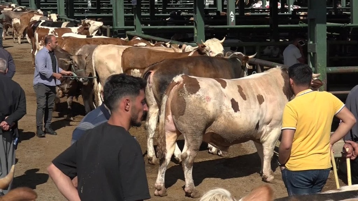 Malatya Hayvan Pazarı'nda Kurban Bayramı hareketliliği bekleniyor