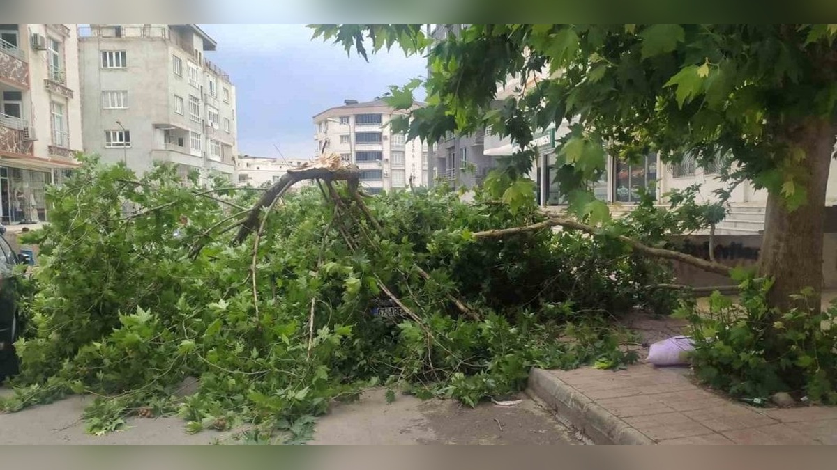 Batman'da şiddetli rüzgar park halindeki araca ağaç devirdi