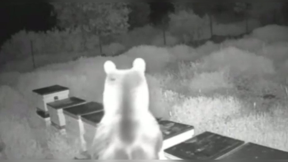 Yığılca'da ayılar yine bal kovanlarını talan etti