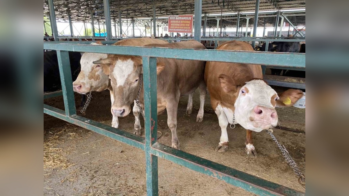 Eskişehir'de 750 kiloluk 3 düve Kurban Bayramı'nda alıcı bekliyor