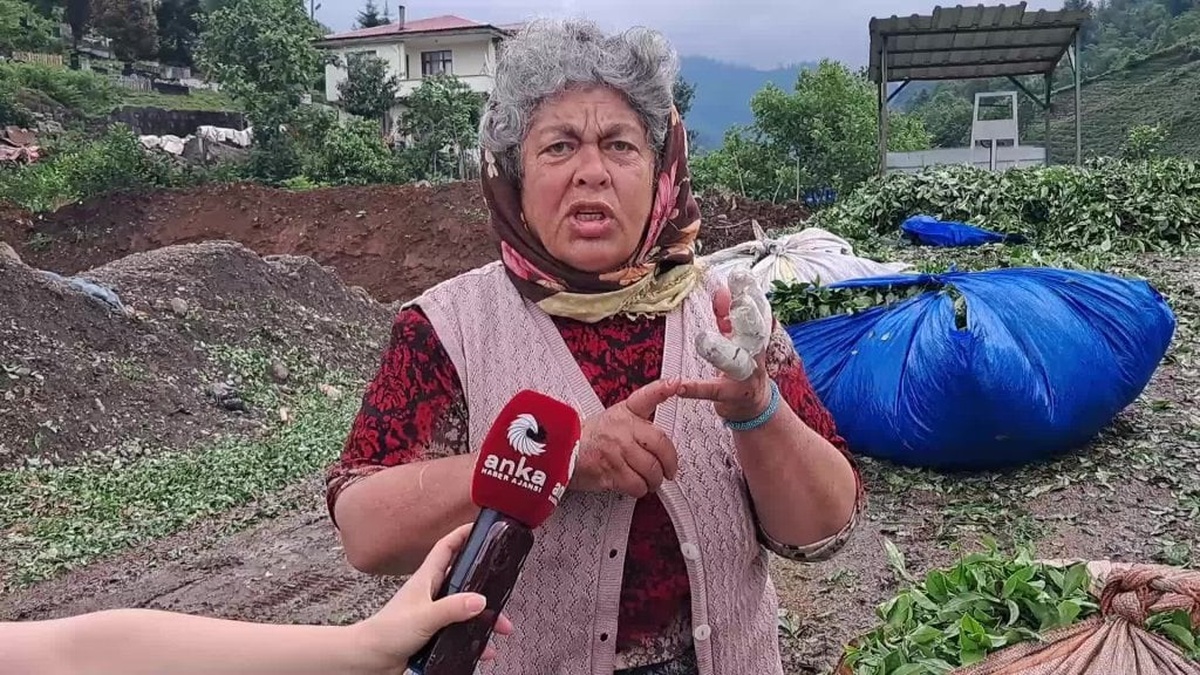 Hopa'da çay üreticileri alım fiyatlarına tepki gösterdi: "Parmaklarım çalışmaktan nasır tuttu, bize ne kaldı?"