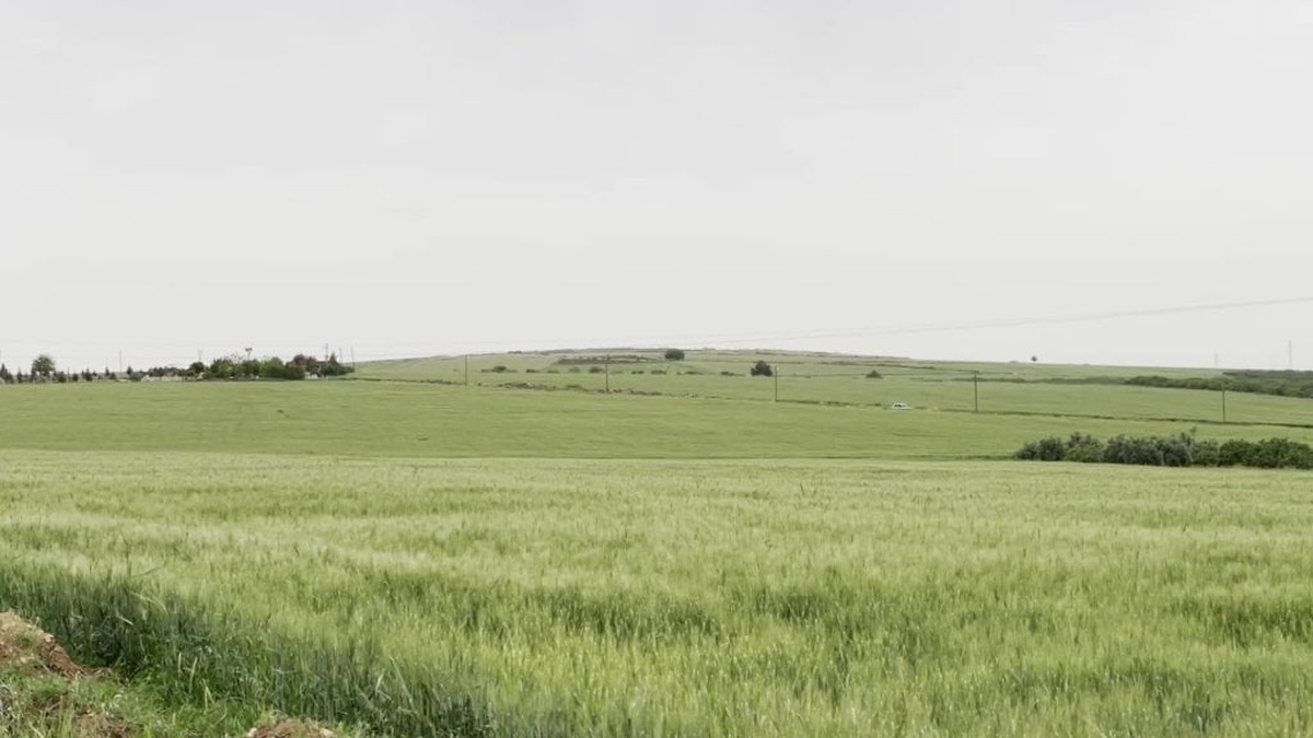 CHP Şanlıurfa İl Başkanı Karadağ: 1,8 milyon dönüm alanın yüzde 90’ı hasat veremedi