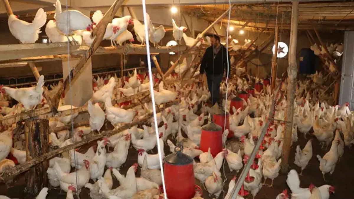 Yüksekovalı genç, kurduğu çiftlikle yumurta üretiyor