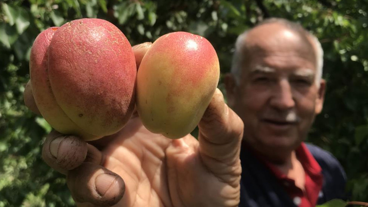 Kategorisinde şoke eden fiyat! Tazesi 100, kurusu bin lira