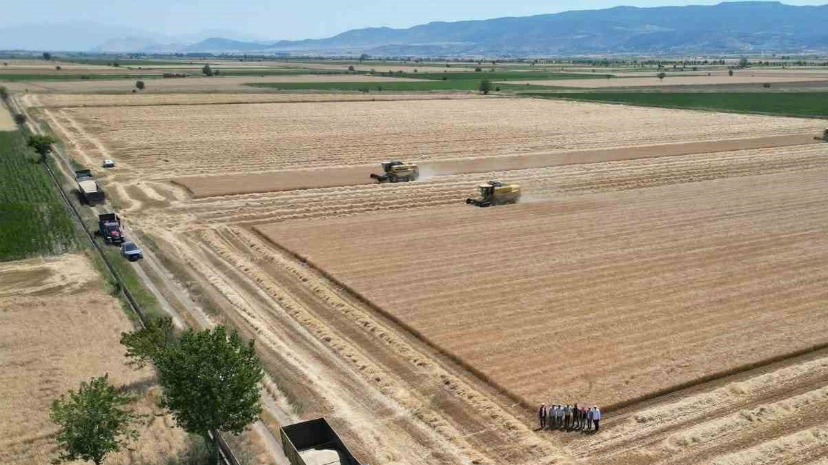Denizli'de sarı altın hasadı havadan görüntülenerek kayıt altına alındı